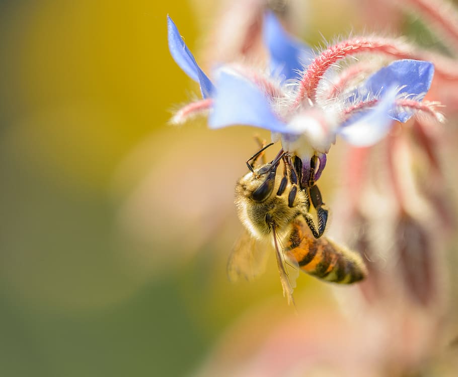 macro, closeup, bee, insect, warm, summer, spring, busy, clear HD wallpaper