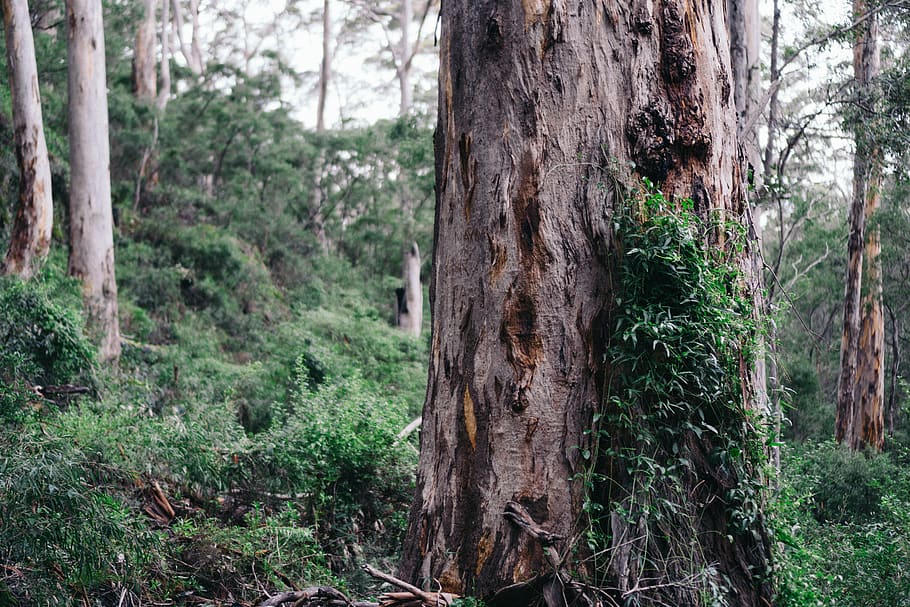 green grass forest, tree, plant, outdoors, vegetation, land, nature HD wallpaper