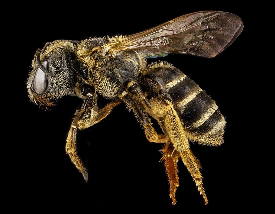 Yellow Bee Macro Photography, close-up, insect, pollinator, wings HD wallpaper