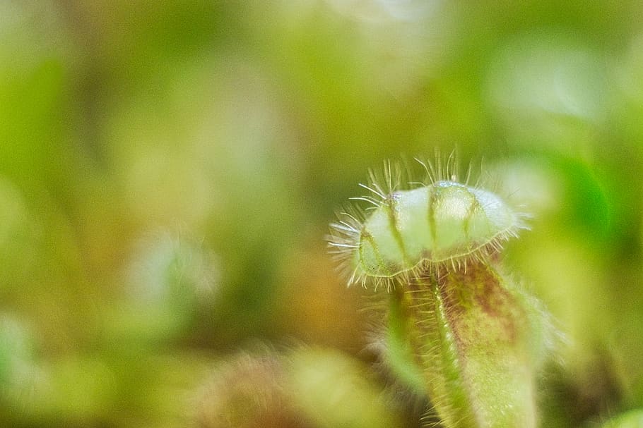 green, plants, baby plants, macro, close-up, growth, beauty in nature, HD wallpaper