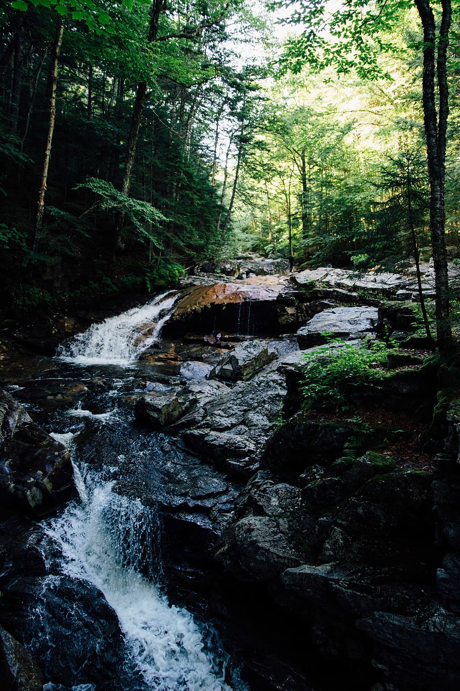 contrast, rapids, waterfall, forest, nature, river, tree, plant HD wallpaper