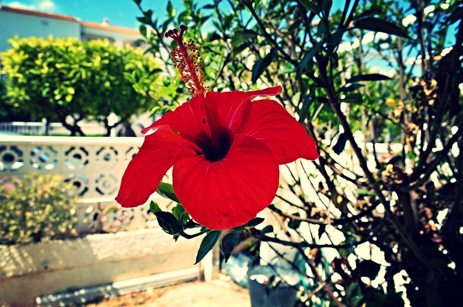 flower, rose, flora, summer, red, nature, plant, flowering plant HD wallpaper