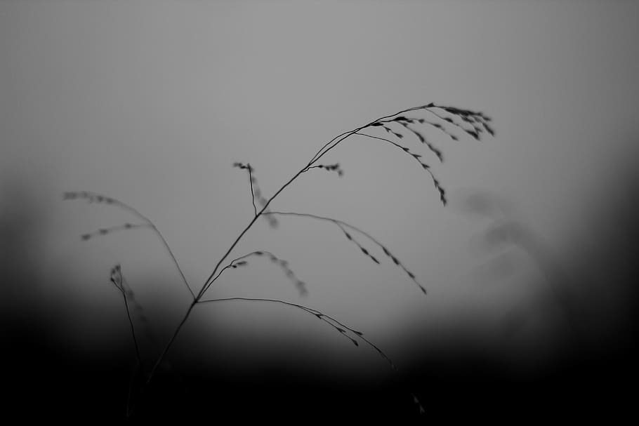 plant gray scale photo, grass, lawn, reed, animal, bird, nature, HD wallpaper