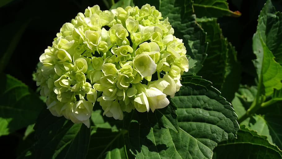 hydrangea, flowers, green, flora, fauna, bloom, garden, plant HD wallpaper