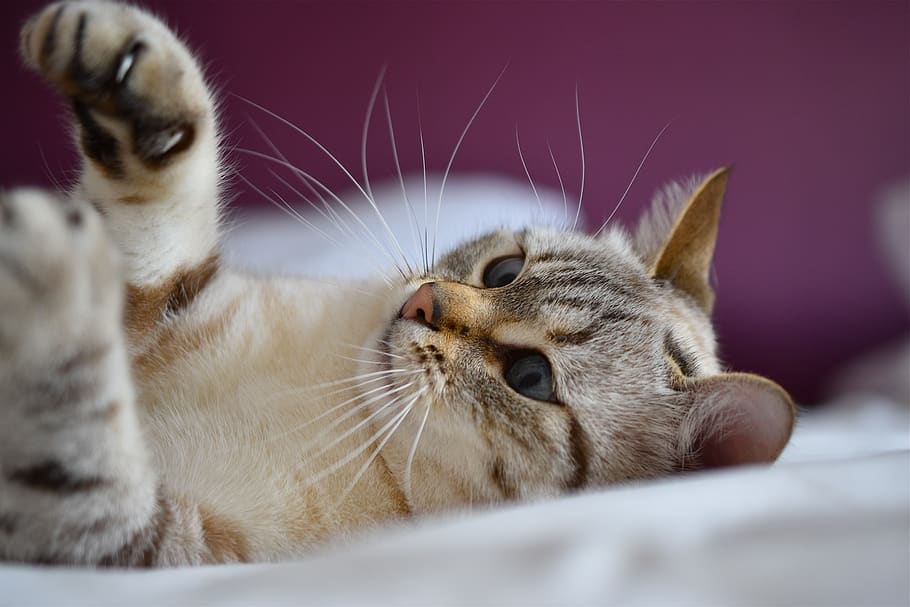 cat, eyes, blue, play, portrait, feline, animal, whiskers, mammals HD wallpaper