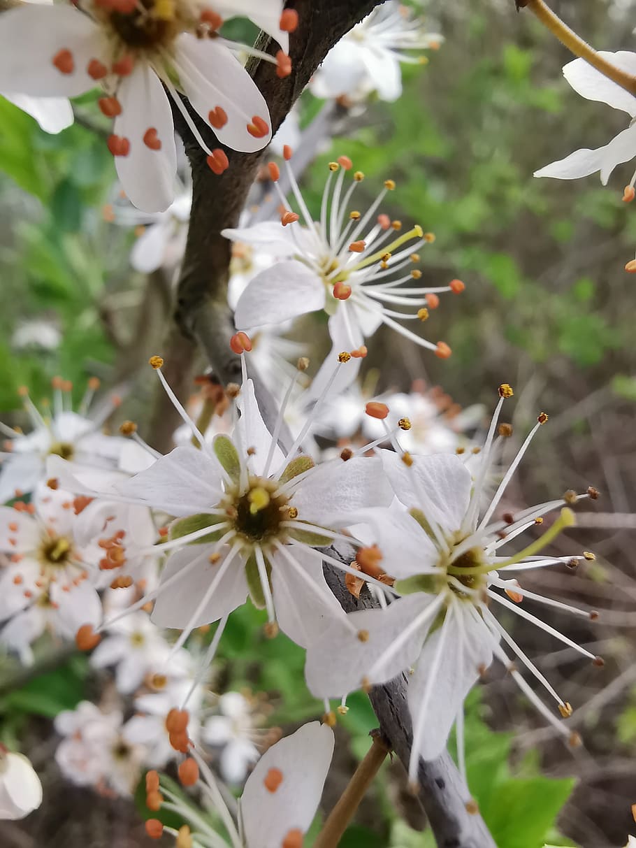 spring, blossom, bloom, nature, close up, white, flower, flowering plant HD wallpaper