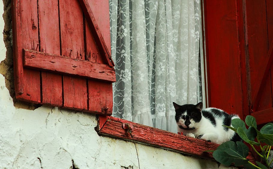 cat, red, window, nature, rustic, old, house, domestic, pets HD wallpaper