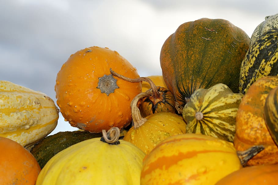 pumpkins, squash, vegetables, halloween, red, yellow, orange HD wallpaper
