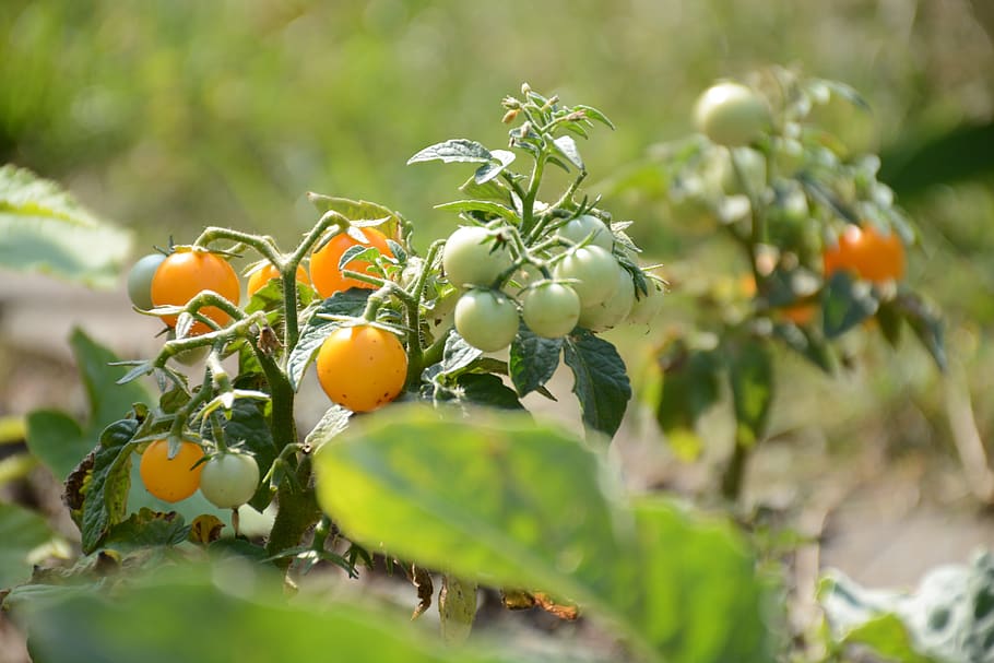 mini, paradise, yellow, tomato, vegetables, nutrition, lunch HD wallpaper