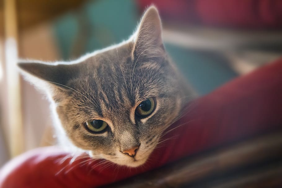 canada, montreal, cat, pets, domestic, domestic cat, domestic animals HD wallpaper