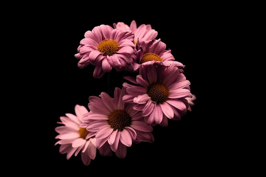 HD wallpaper: flower, rosa, stem, black, pink, nature, natural, shadows,  plant | Wallpaper Flare