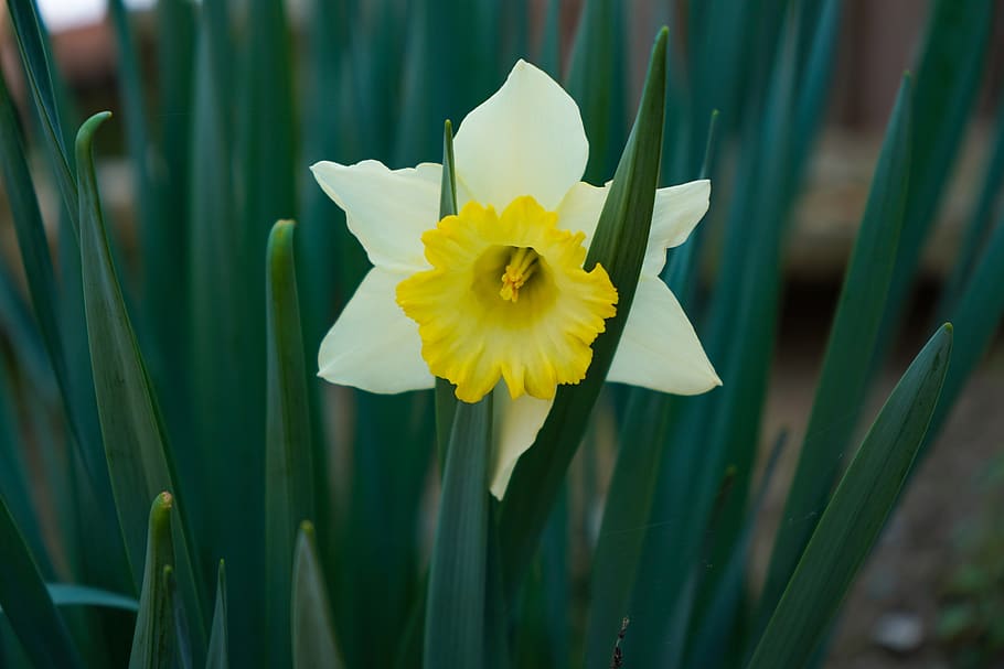 narciso, flower, spring, nature, grass, yellow, bloom, green HD wallpaper