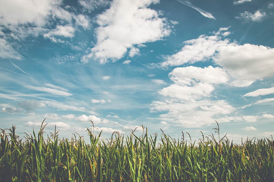 Corn Fields Under White Clouds With Blue Sky during Daytime, cornfield HD wallpaper