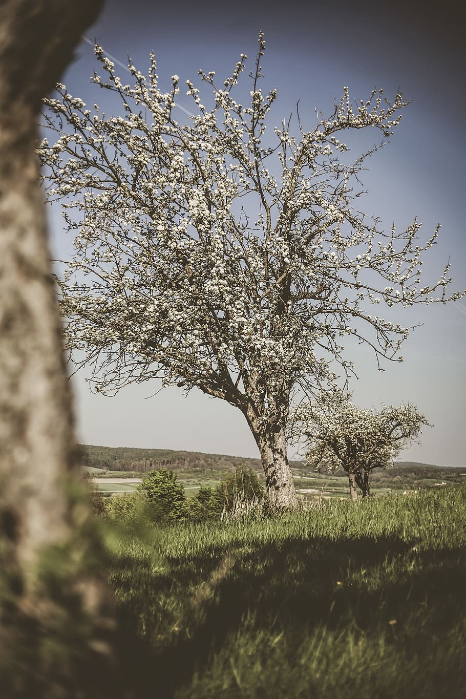 bare tree on grass field, plant, tree trunk, nature, grassland HD wallpaper