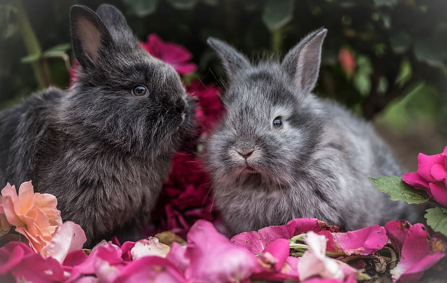 bunny, rabbit, two, pink, purple, flower, pair, animal, life, HD wallpaper