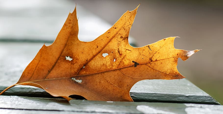 leaf, nature, autumn, green, fall, plant, wood, forest, trees HD wallpaper