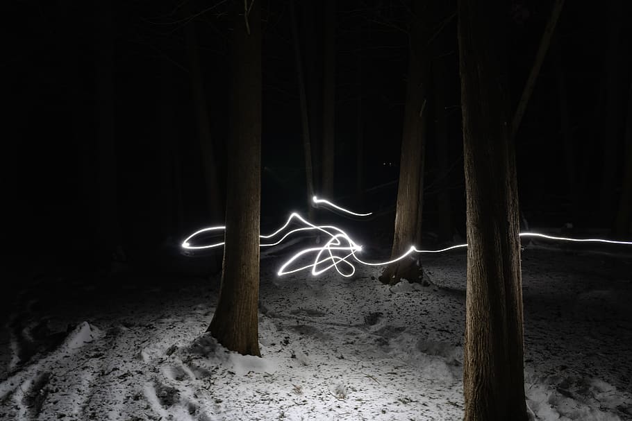 white string ligh, nature, forest, plant, vegetation, tree, land HD wallpaper