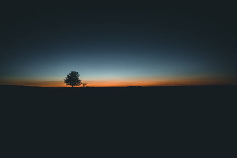 silhouette of trees, sunset, moody, minimalism, germany, wallpaper HD wallpaper