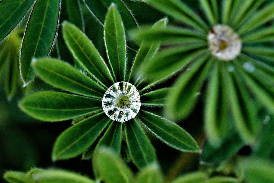 nature, rain, growth, plant, close-up, green color, beauty in nature HD wallpaper