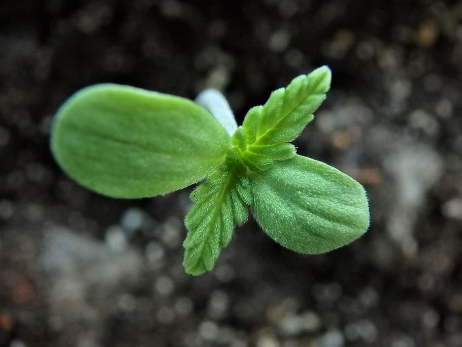flora, leaf, soil, nature, growth, cannabis, seedling, plant HD wallpaper