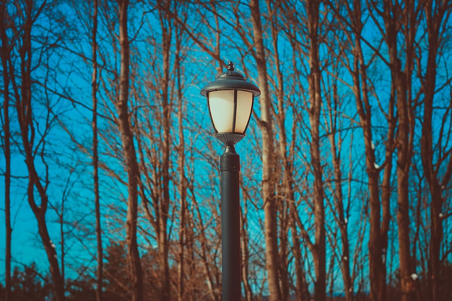 Black Lamp Post Near Leafless Trees, branches, daylight, environment HD wallpaper