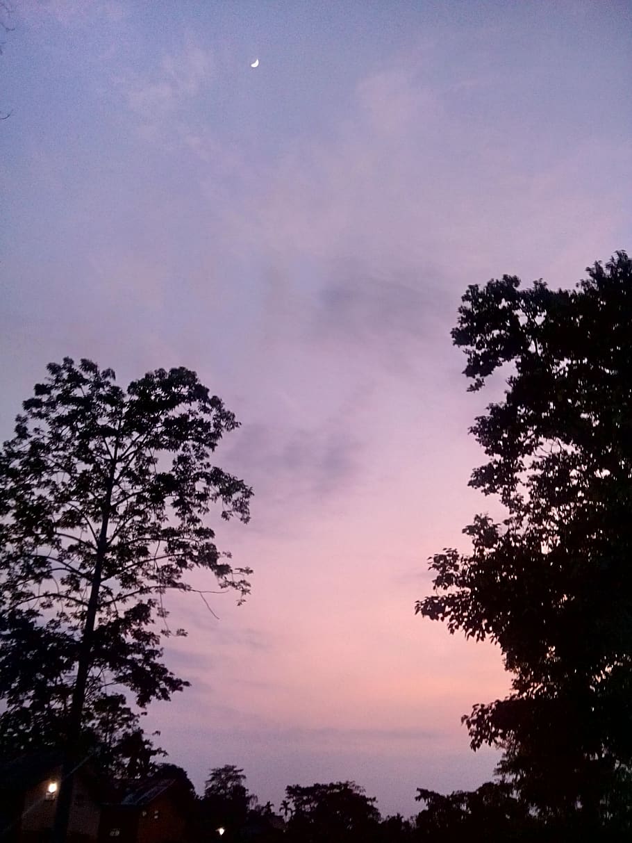 assam, india, evenings, evening hues, tree, plant, sky, silhouette