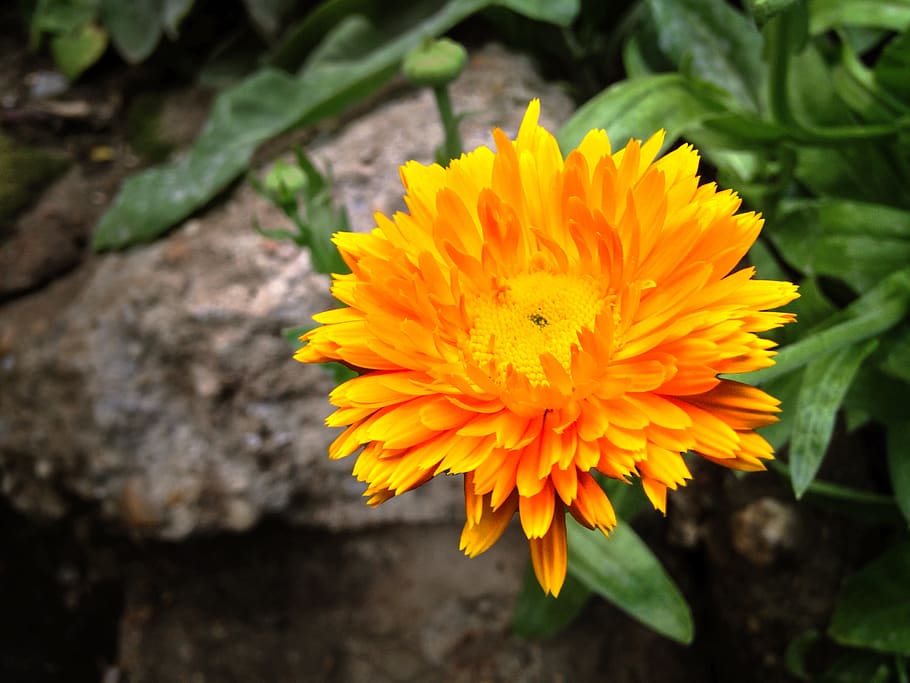 Calendula officinalis 1080P, 2K, 4K, 5K HD wallpapers free download ...