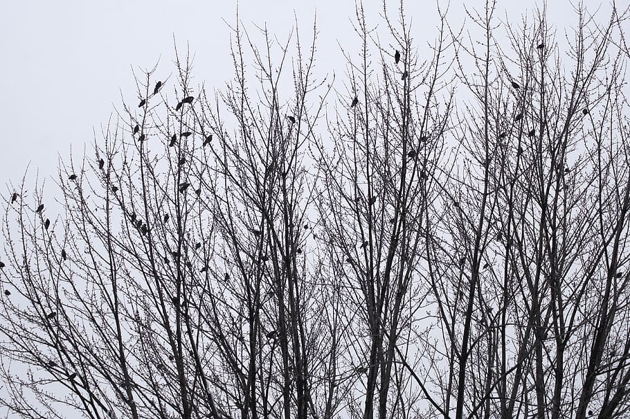 birds, winter, landscape, cold, snow, holiday, trees, white HD wallpaper
