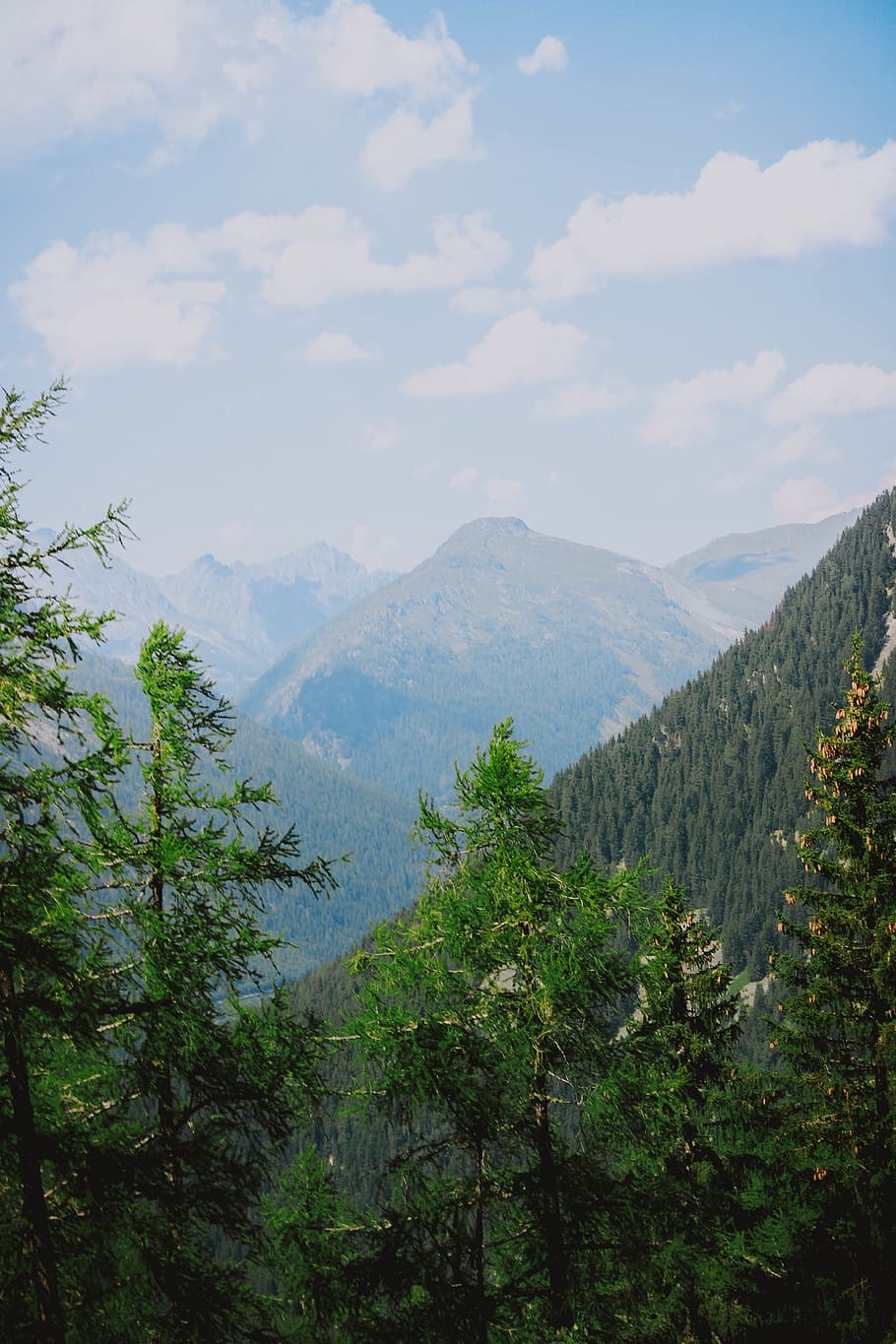trees on mountain during daytime, plant, fir, abies, conifer HD wallpaper