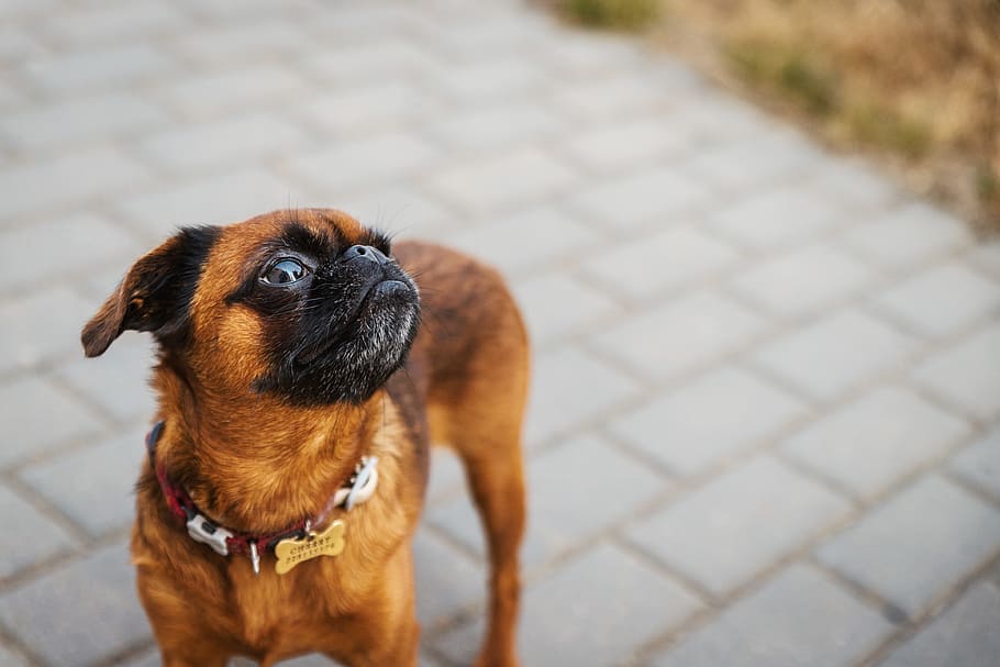 A small dog on the street, one animal, domestic, canine, pets HD wallpaper