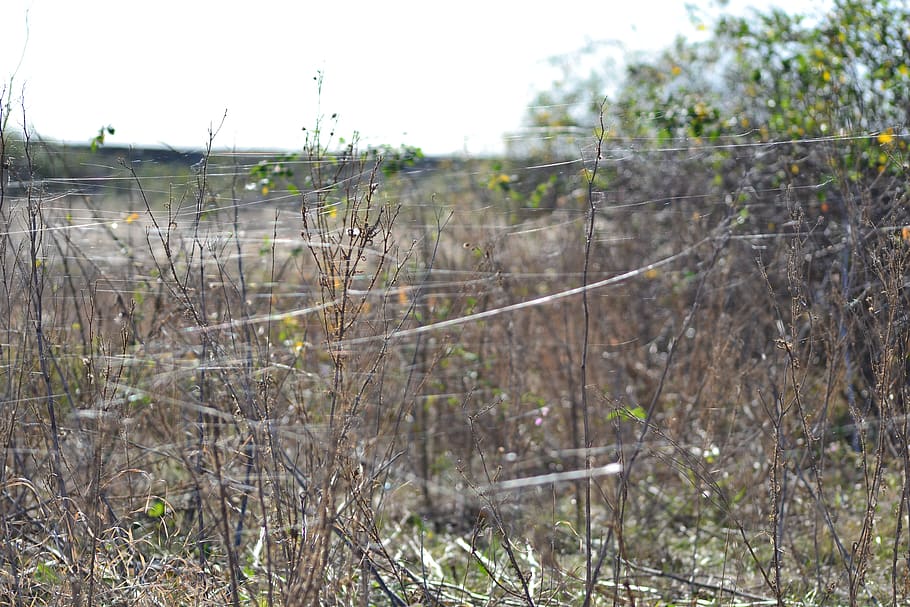 hungary, dévaványa, plant, land, nature, day, focus on foreground HD wallpaper