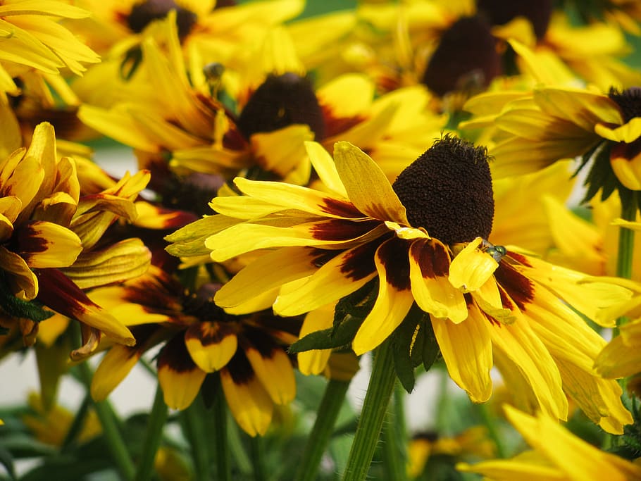 Yellow and Black Flower Petals, Flowers, Macro, Nature, Summer HD wallpaper