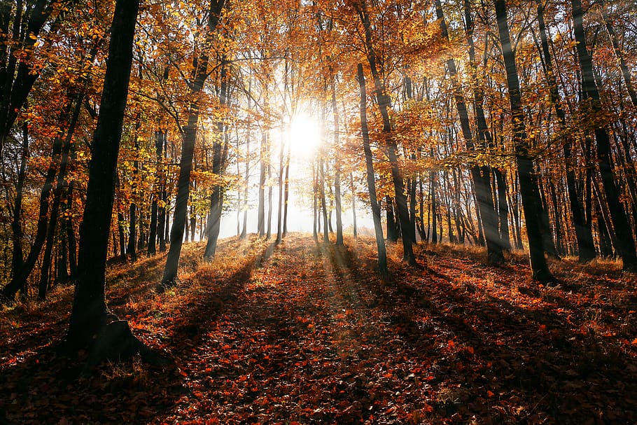 Brown Leaf Trees on Forest, branch, bright, colors, dawn, deciduous HD wallpaper
