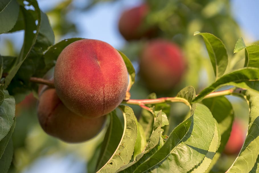 peaches, fruit, stone fruit, vitamins, healthy, sweet, sugar HD wallpaper