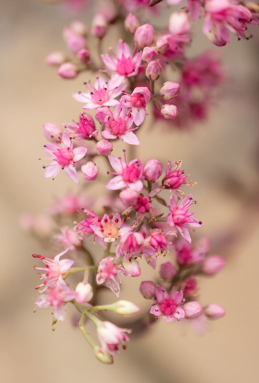 Selective Focus Photography Of Pink Milkweed Flowers, beautiful HD wallpaper