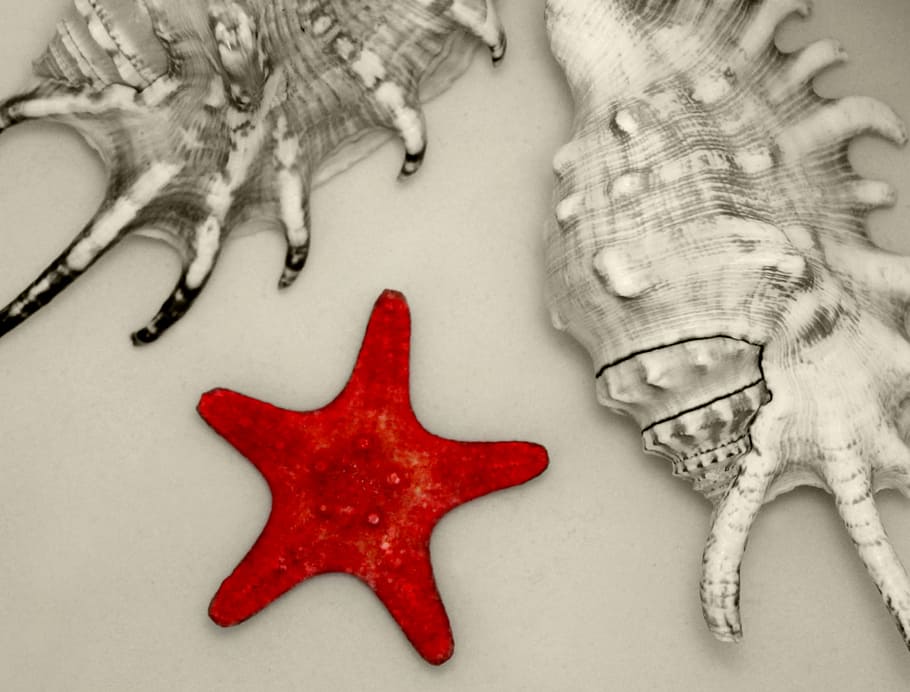 red, starfish, shell, seashell, shells, seashells, stilllife HD wallpaper