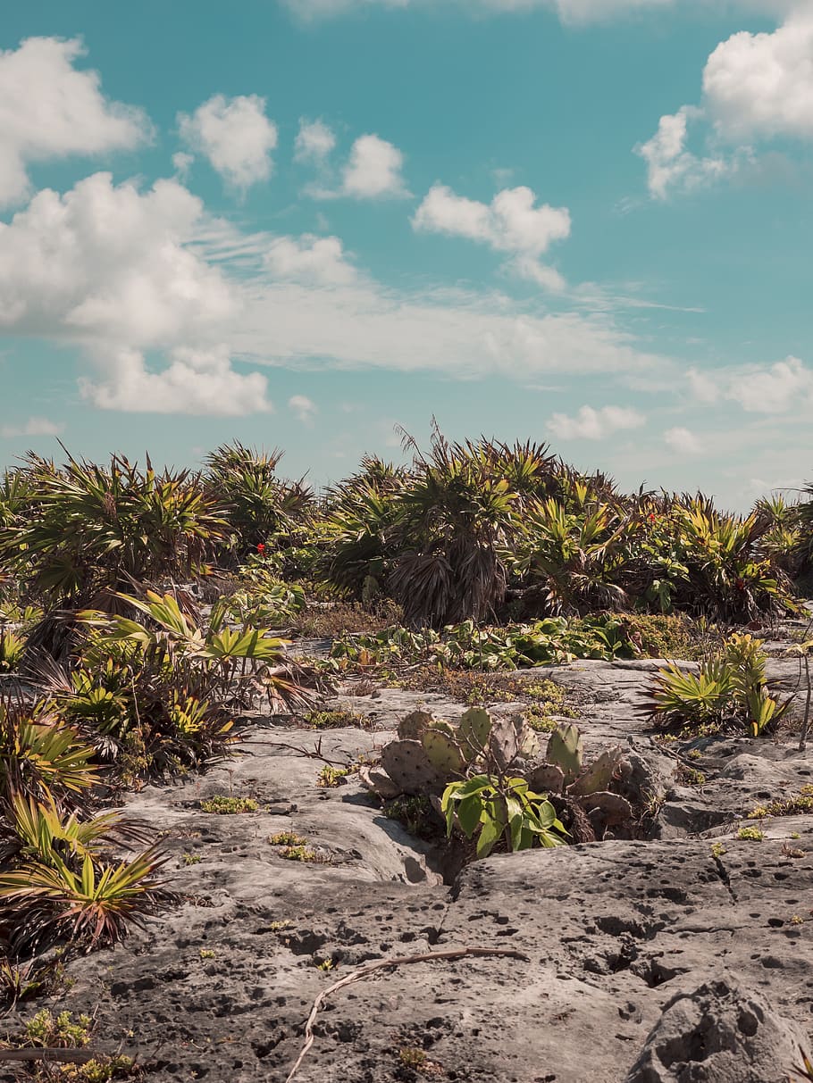 mexico, tulum, cactus, palm, tree, forest, flower, land, textures HD wallpaper