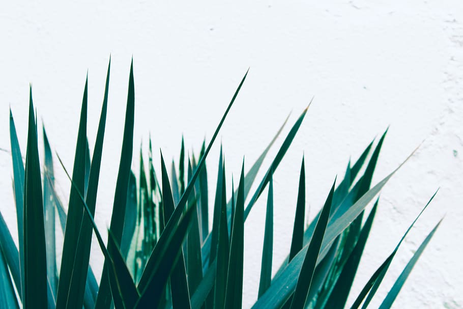 green grass, growth, green color, plant, nature, no people, close-up HD wallpaper