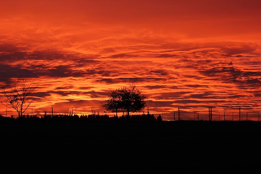 sunset, tree with sunset, red sky, silhouette, cloud - sky HD wallpaper
