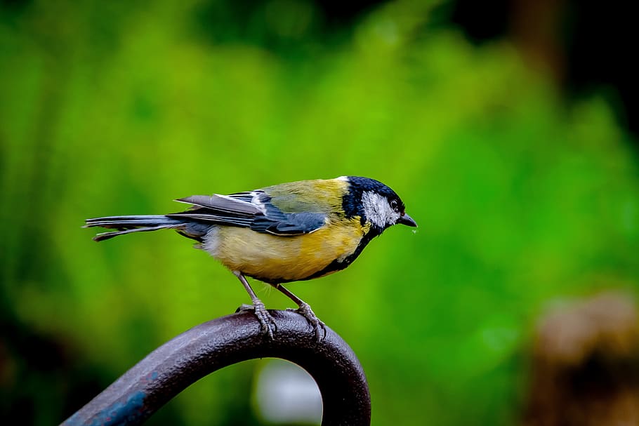 bird, nature, animal, animal themes, animal wildlife, vertebrate HD wallpaper
