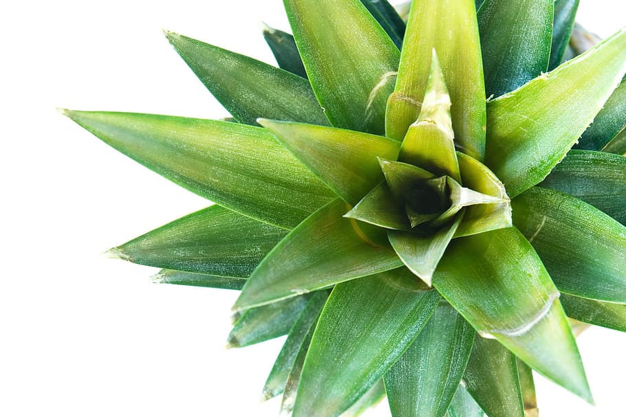 flora, foliage, fresh, freshness, green, growth, herbal, herbs HD wallpaper
