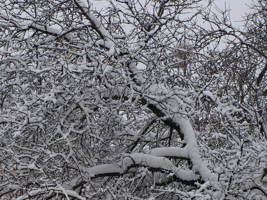 snow, plant, tree, nature, branch, day, land, beauty in nature HD wallpaper