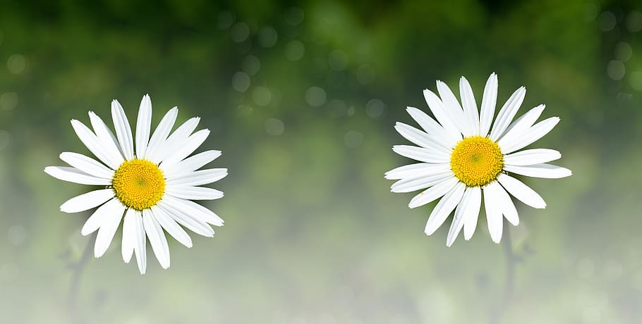 daisies, two, flowers, white, white flowers, nature, flora HD wallpaper