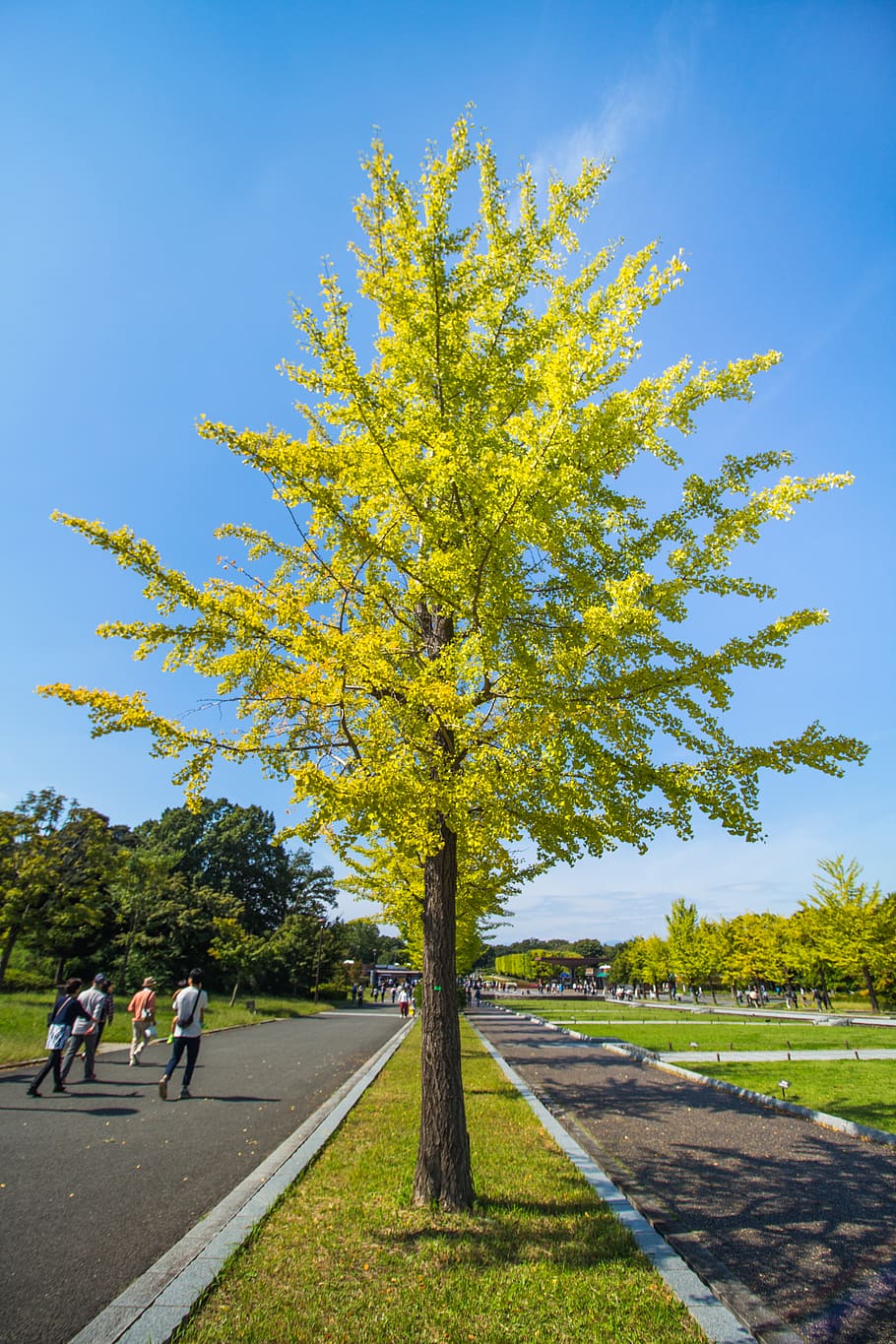 japan, tachikawa-shi, showa kinen park, autumn, tree, plant