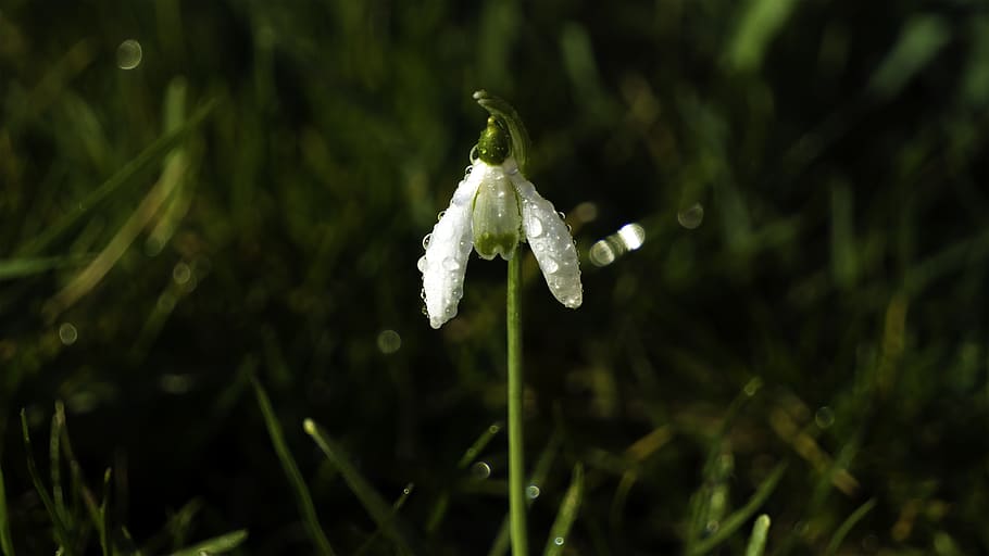 snowdrop, raindrops, flower, white, nature, spring, plant, growth HD wallpaper