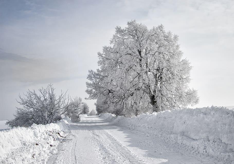 winter, trees, nature, snowy, landscape, white, mood, cold temperature HD wallpaper
