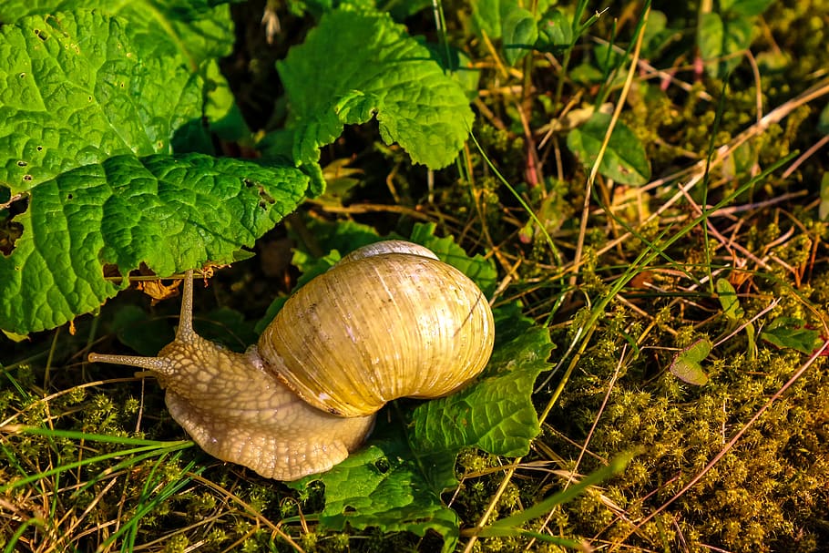 nature, garden, snail, reptile, leaf, green, probe, shell, in the green