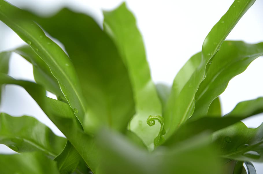 netherlands, nunspeet, plant part, leaf, green color, growth HD wallpaper