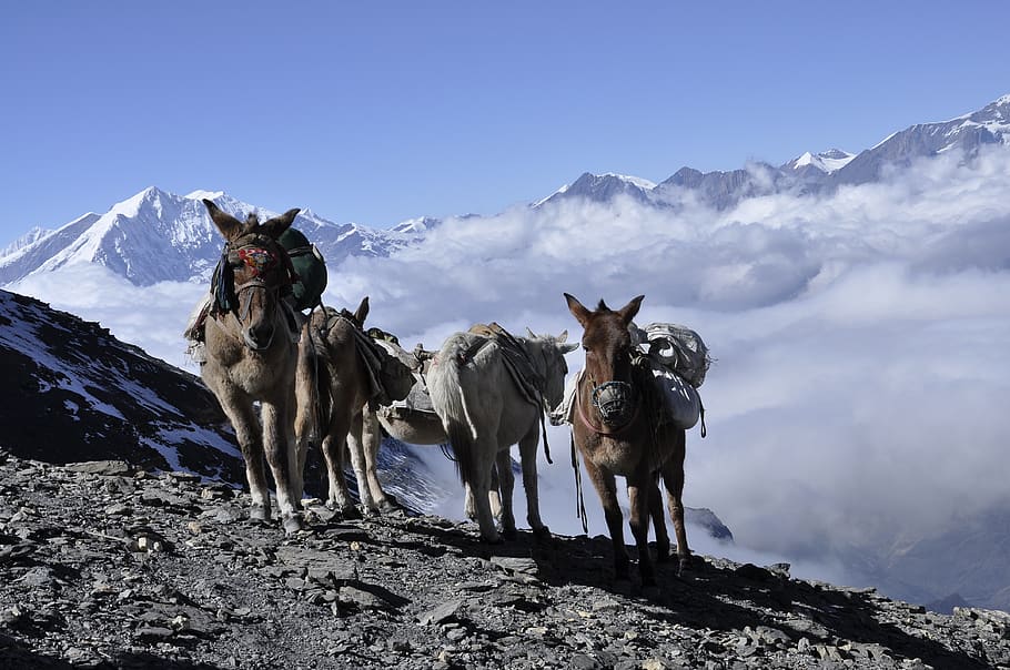 donkey, himalaya, nepal, the annapurna trek, mountain, snow, HD wallpaper