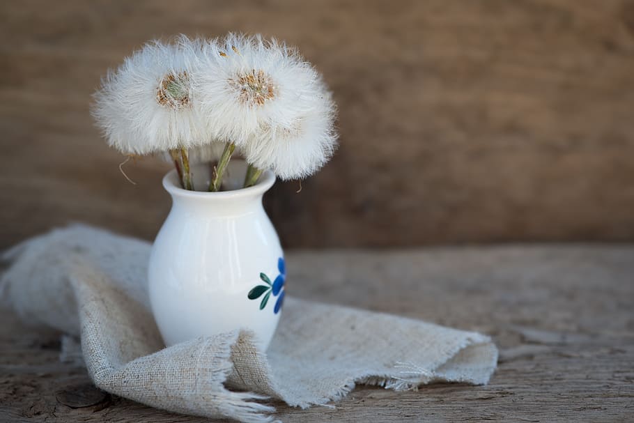 dandelion, flower, nature, soft, bloom, blooming, flowering plant HD wallpaper